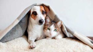 Gripe em Cães e Gatos