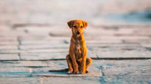 Cães e Gatos Abandonados