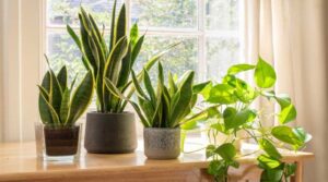 Cuidados com Plantas em Casa