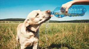 Cuidados Pets no Calor Intenso