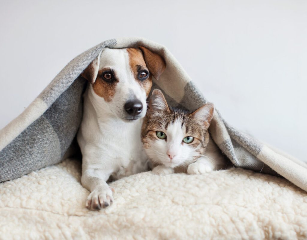 Dog and cat together