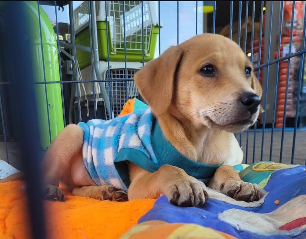 Doações foram entregues à SPPA - Sociedade Piracicabana de Proteção aos Animais. Foto: Divulgação