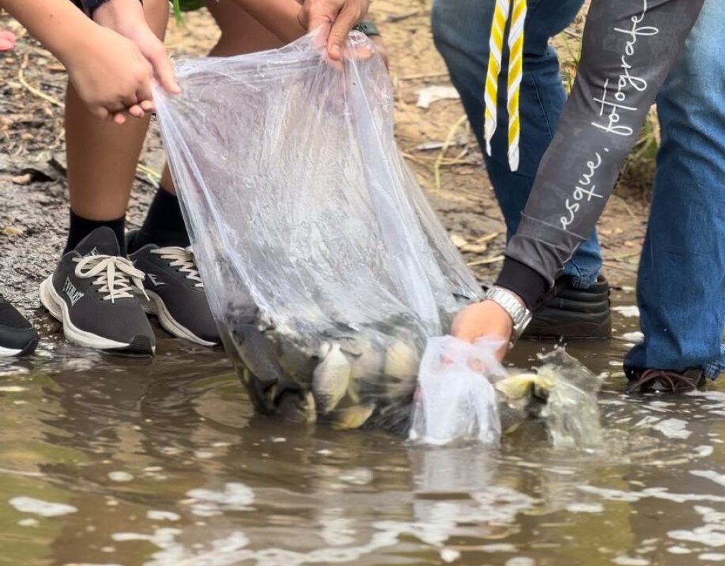 80 mil alevinos foram soltos no Rio Piracicaba, no Tanquã