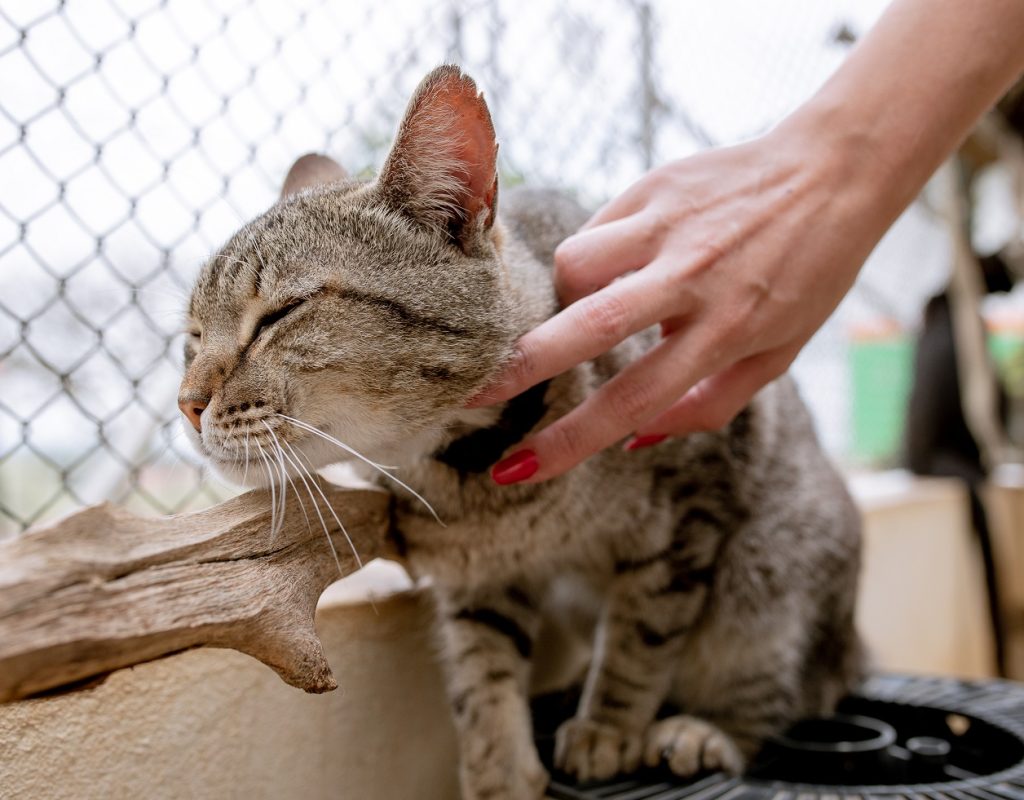 Animais assistidos pelo Departamento de Bem Estar Animal são encaminhados para atendimento em clínicas credenciadas