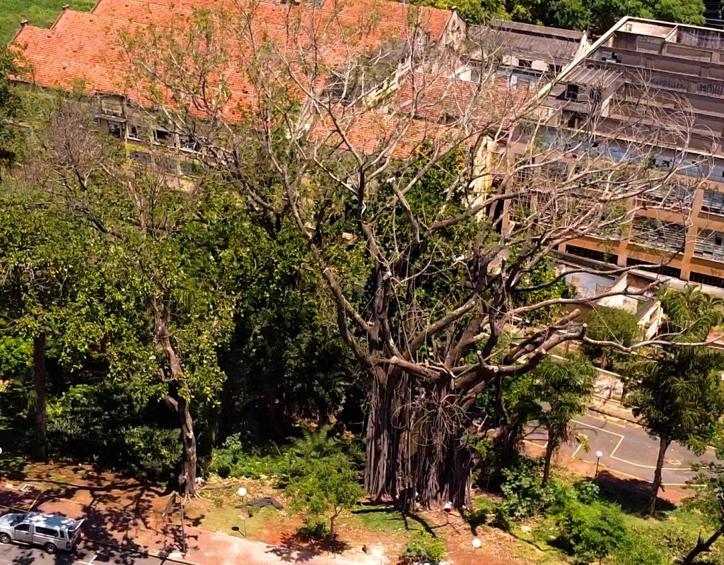 Após a supressão, Sedema planeja reestruturação da praça da Boyes, com plantio de novoas árvores de grande porte - Maycon Barbon