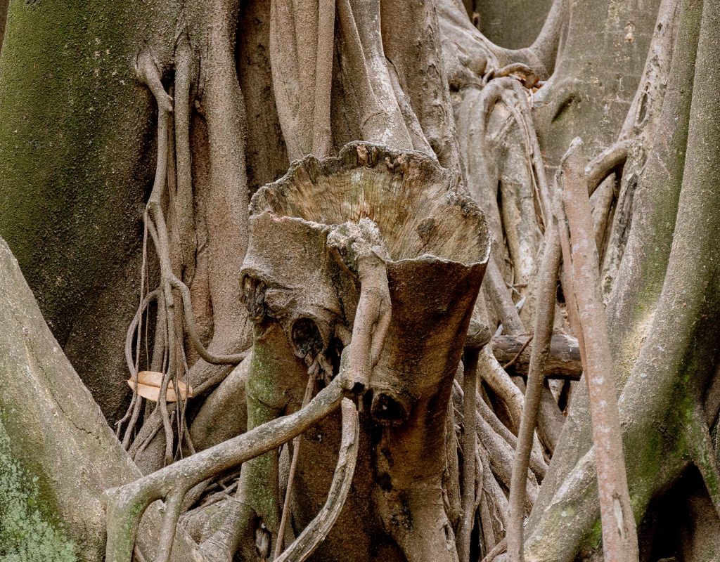 Árvores estão propensas a quedas de galhos, o que incide em risco para os visitantes dos espaços