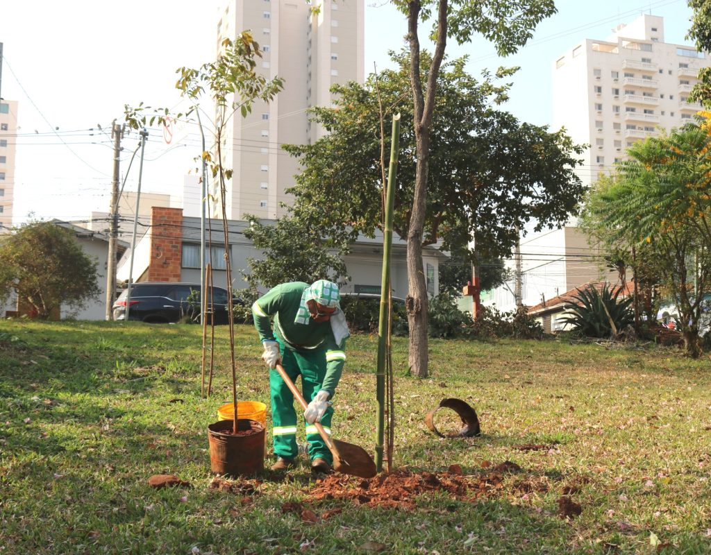 As mudas foram produzidas no Viveiro Municipal, sendo o jequitibá-rosa uma espécie ameaçada de extinção