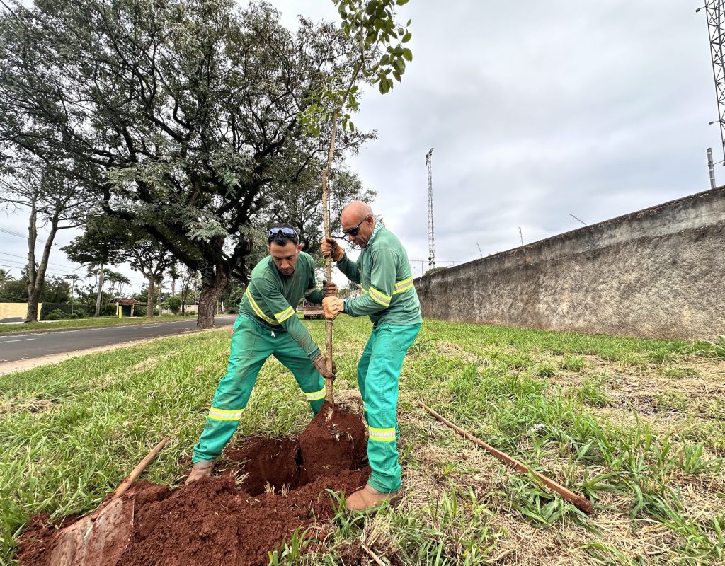 As mudas selecionadas para o bairro são das espécies ipê, eritrina, angico e louro-pardo