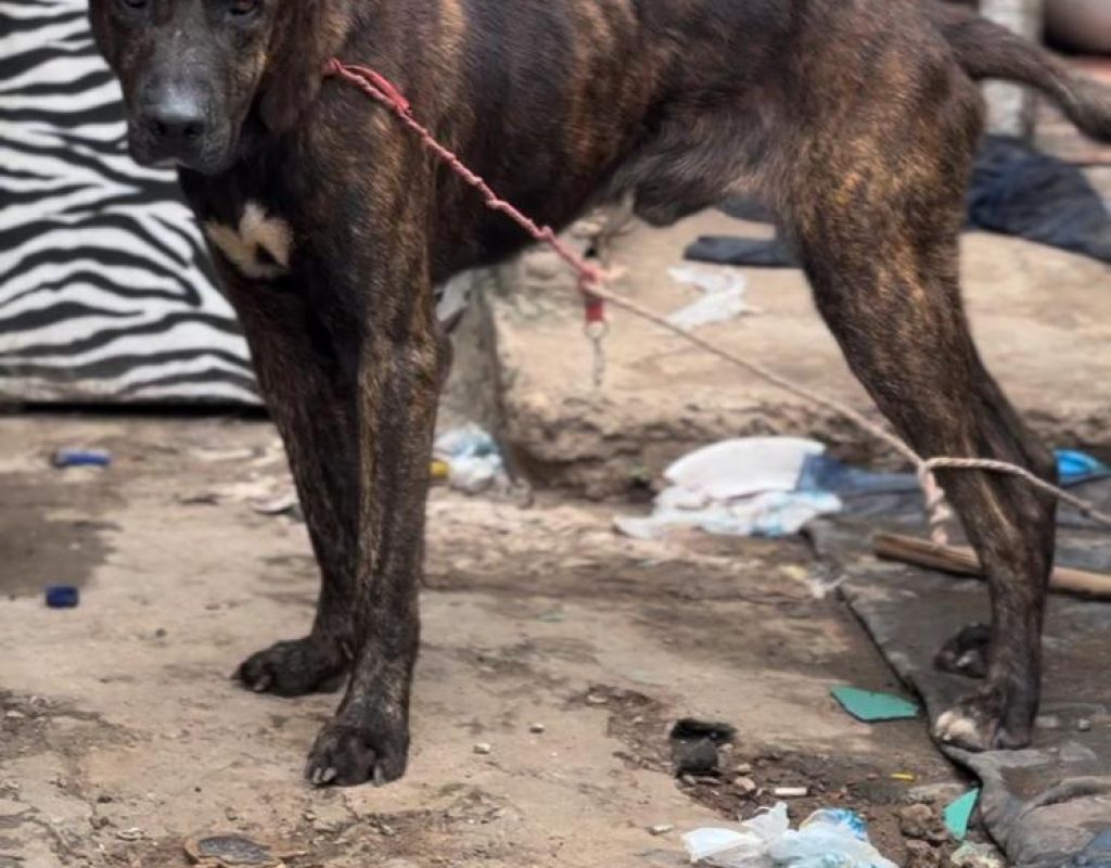 Cachorro apreendido foi encontrado acorrentado e sem alimentação