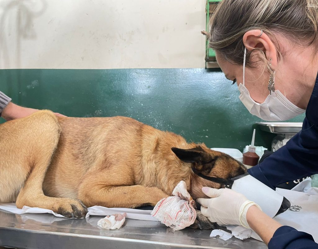 Cão baleado pelo vizinho está em estado estável e vai passar por cirurgia amanhã, 0507, para retirada do projétil que ficou alojado do lado esquerdo