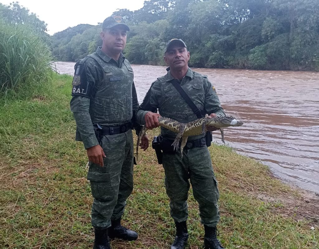 Equipe chega em área de preservação para soltar o animal