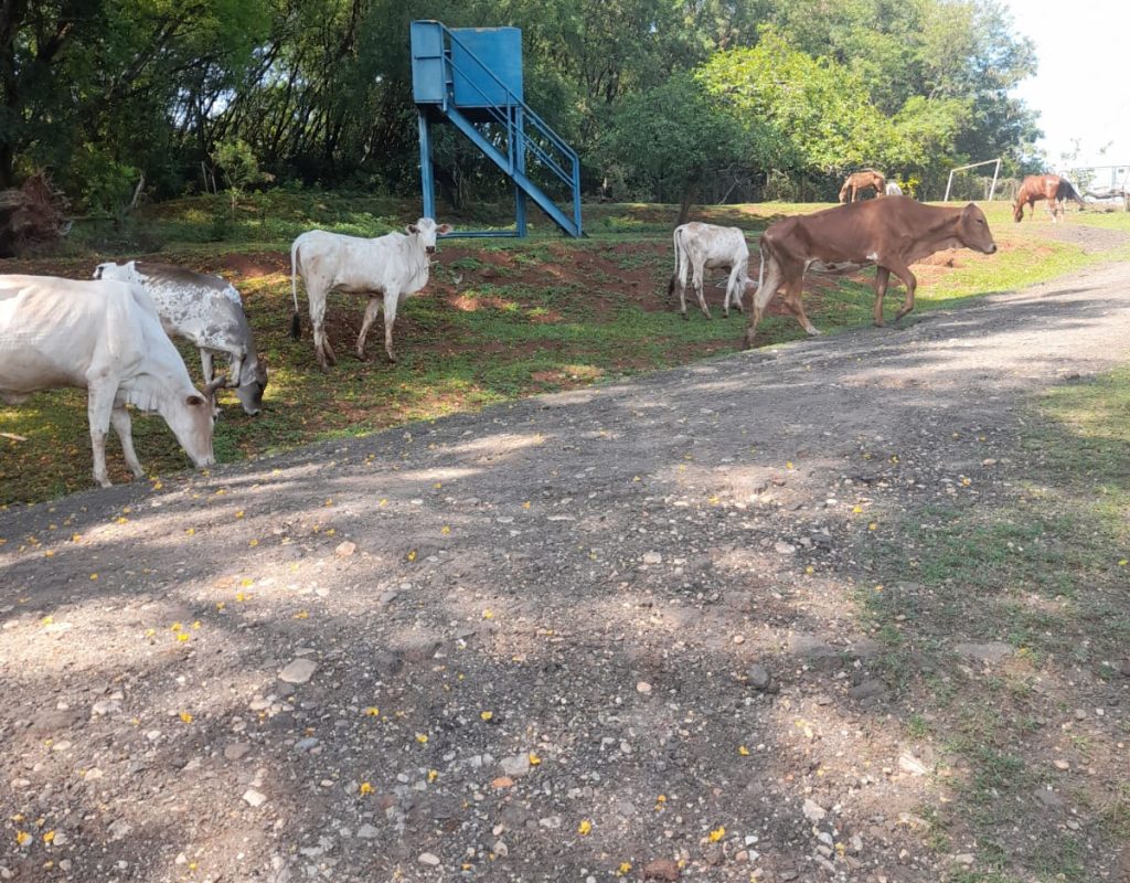 Leilão será do lote com sete animais; lance inicial é de R$ 3,9 mil