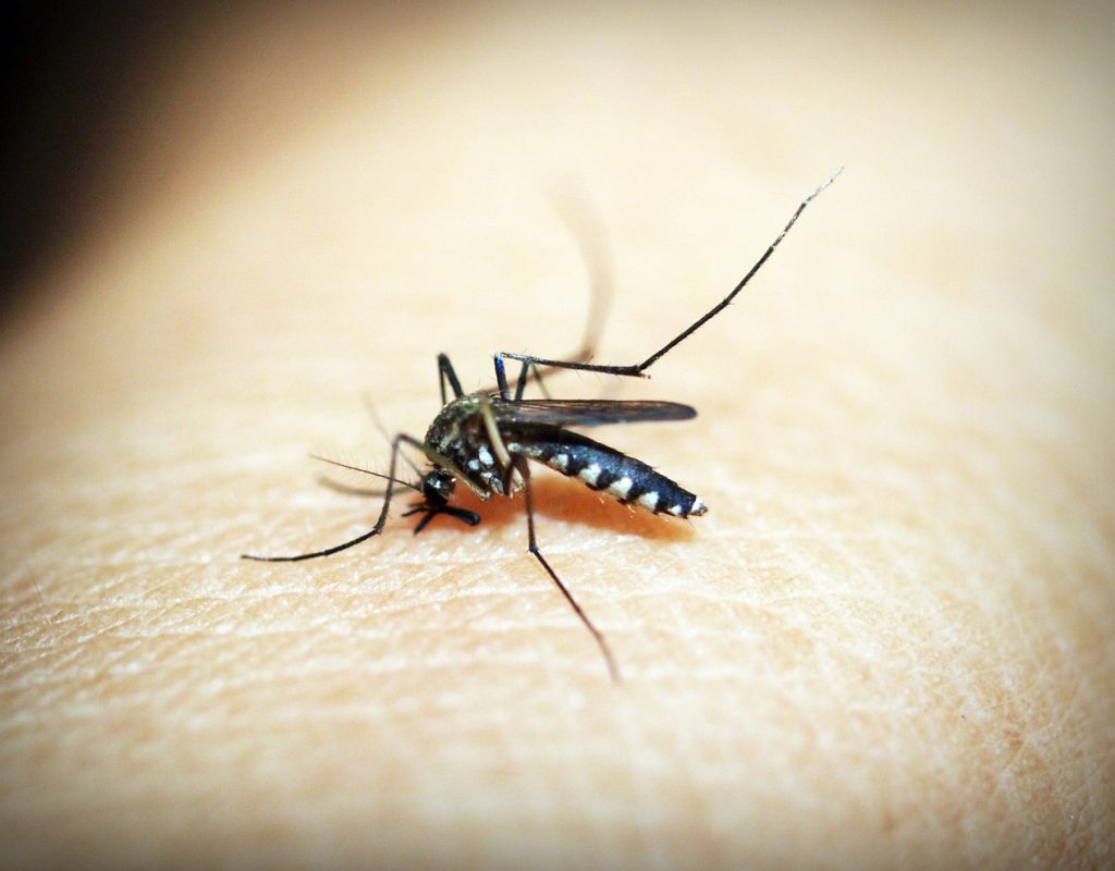 Mosquito Aedes aegypti é transmissor da dengue, zika e chikungunya - divulgação-Pixabay