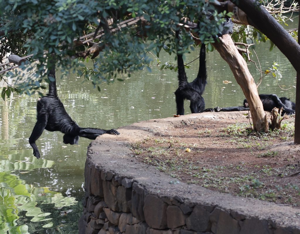 Objetivo da ação é sensibilizar os visitantes sobre os impactos do tráfico de animais na fauna silvestre e biodiversidade (1)