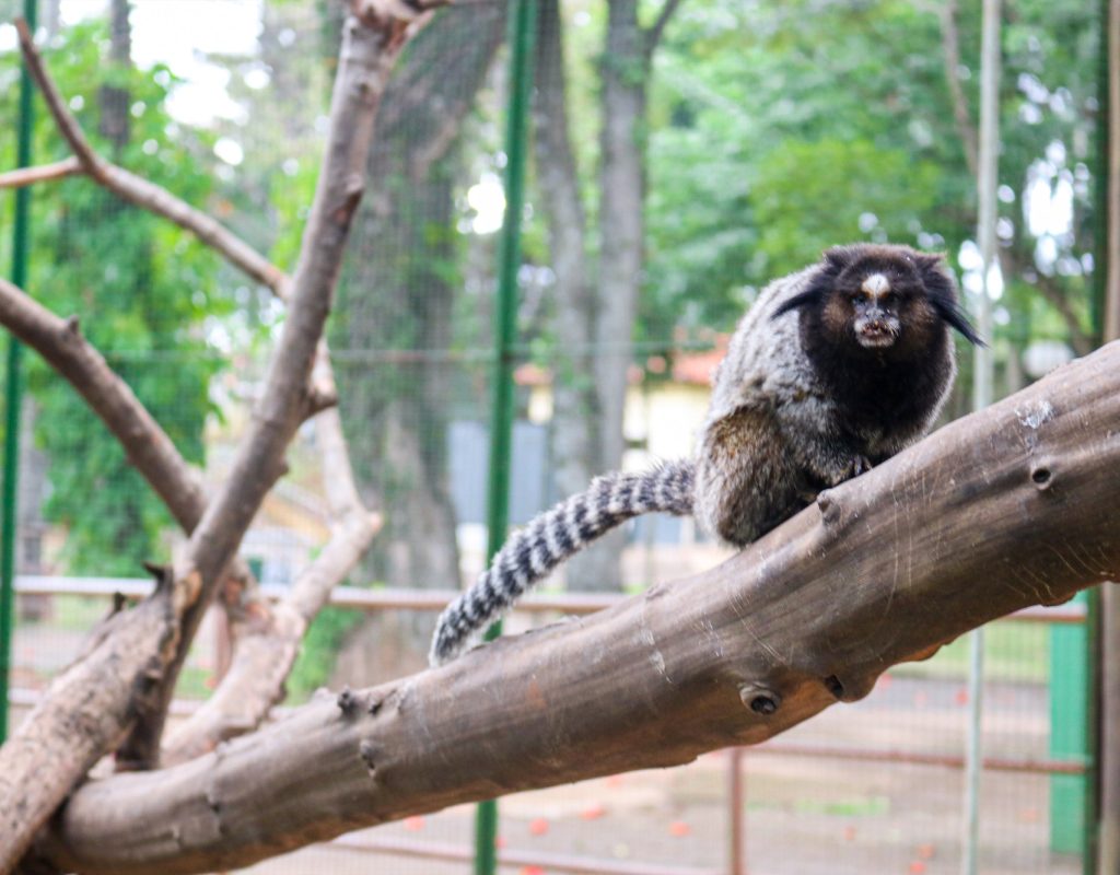 Os animais que estão no Zoo são provenientes de resgates FOTO Carolina de Camargo