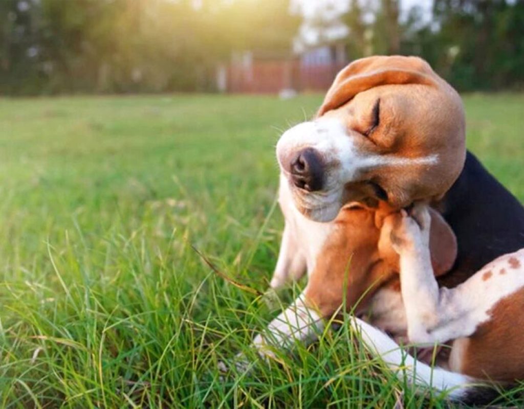 4 CUIDADOS PARA O CÃO FILHOTE - PULGAS E CARRAPATOS, SE LIVRE D