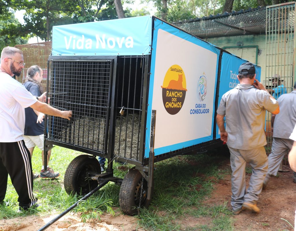 Para a transferência dos dois tigres, foi preparada toda uma dinâmica especial, com alocação das carretas-transporte diretamente no recinto