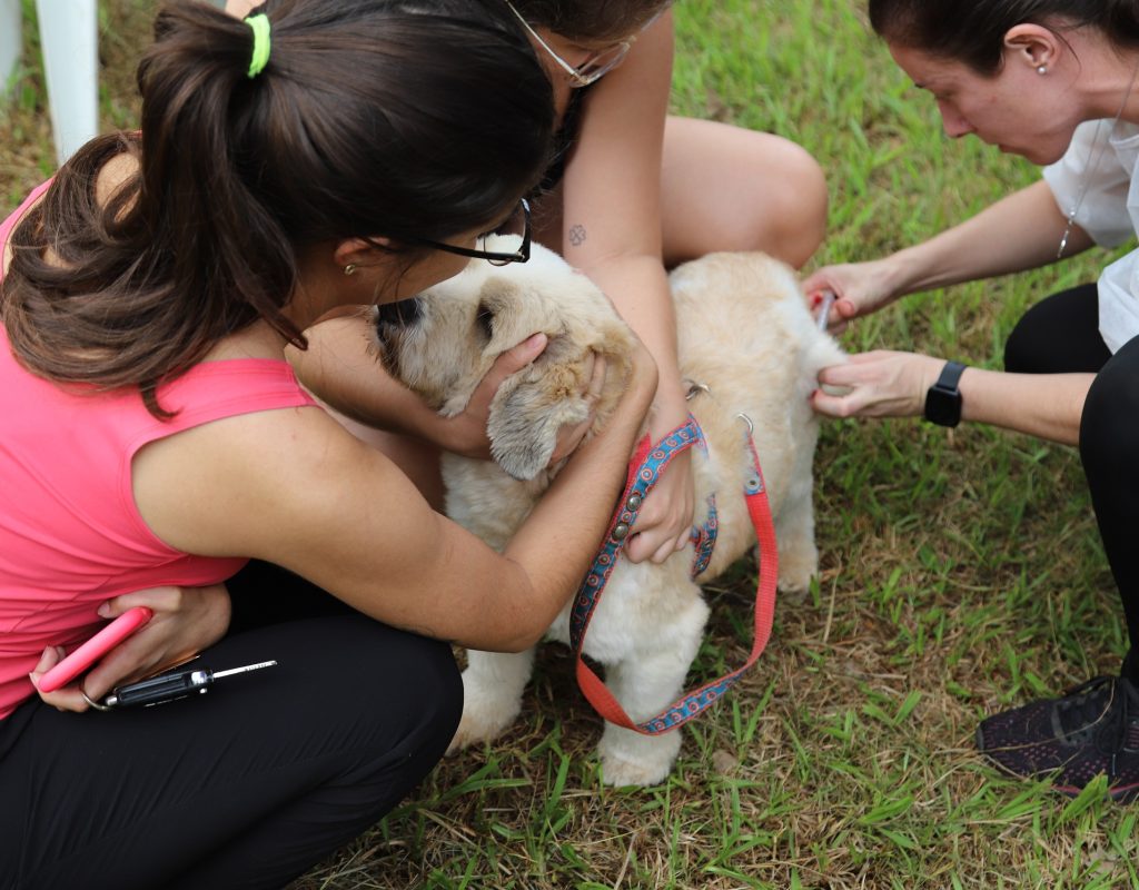 Pira nos Bairros no Jardim Primavera terá vacinação de pets