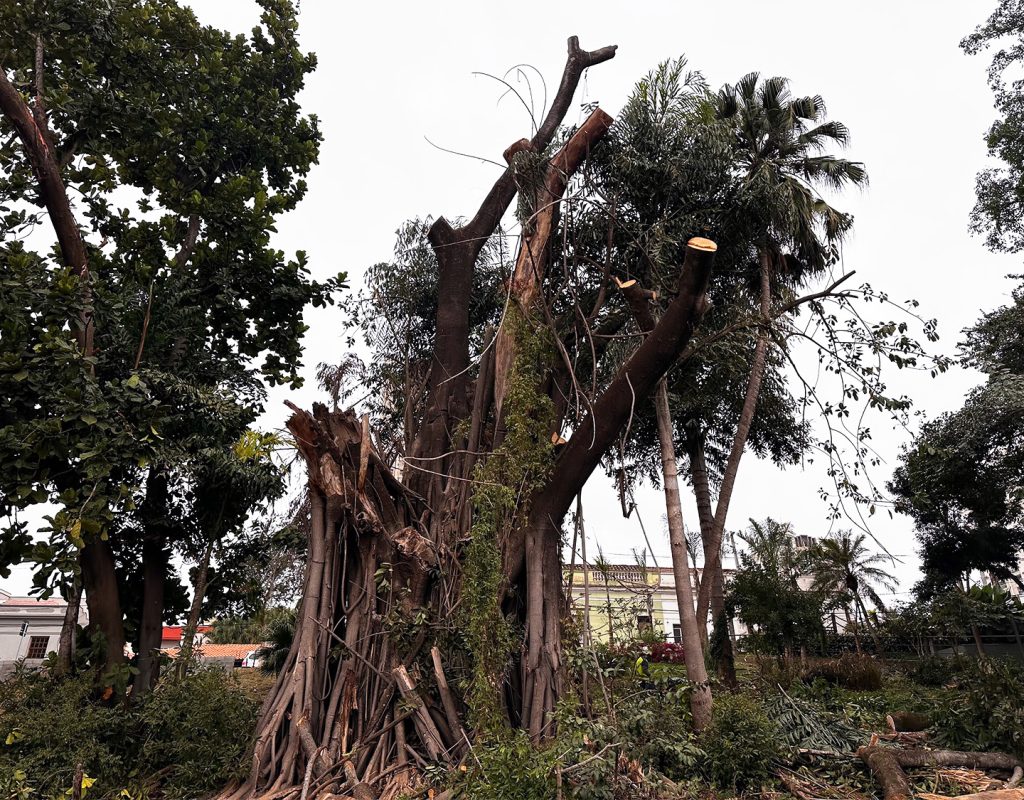 Prefeitura iniciou hoje a supressão de falsa seringueira condenada na praça da Boyes