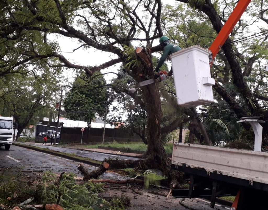 Prefeitura já faz o corte e retirada de tipuana gigante que caiu na avenida Presidente Kennedy