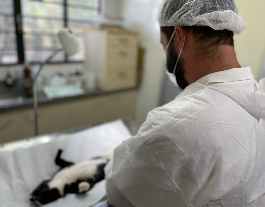 Prefeitura vai ampliar oferta de castração de cães e gatos para famílias de baixa renda