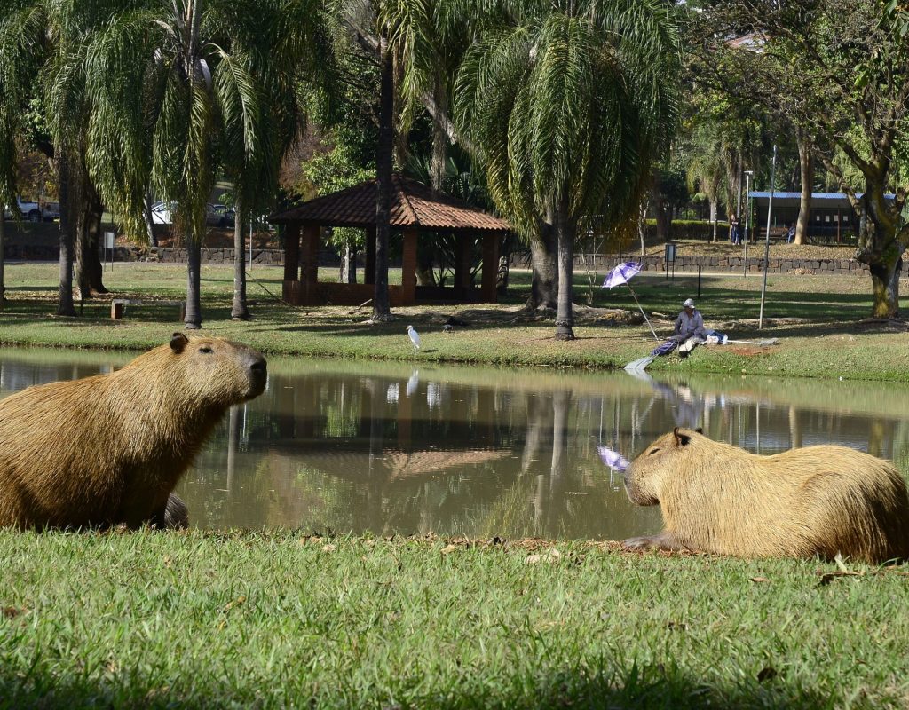 Secretaria de Saúde avisa a população para a prevenção da doença que pode ser feita ao evitar áreas onde pode haver contato com carrapatos contaminados