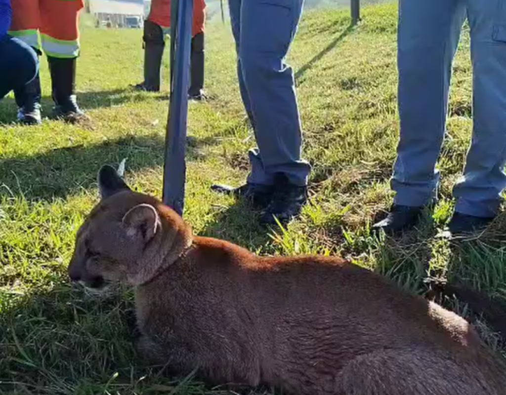 Uma onça-parda foi resgatada no bairro Santa Rosa, em Piracicaba