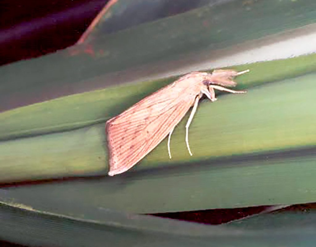 Afocapi - Broca de Cana-de-Acúcar