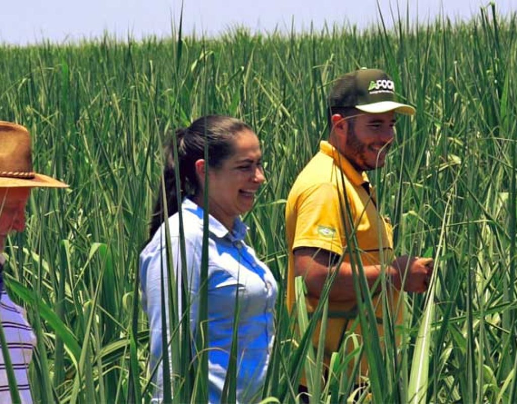 afocapi-forca-campo-00