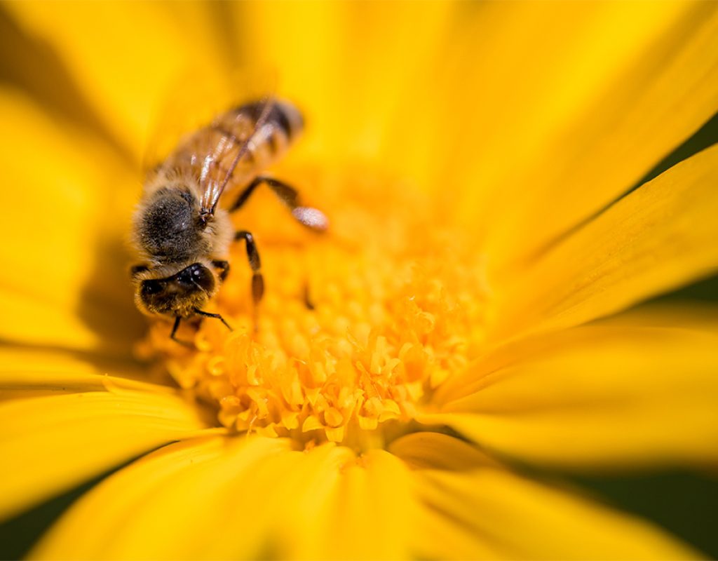 black and yellow bee on yellow flower