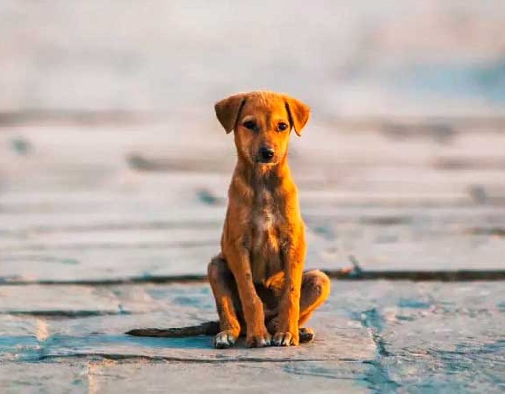 Cães e Gatos Abandonados