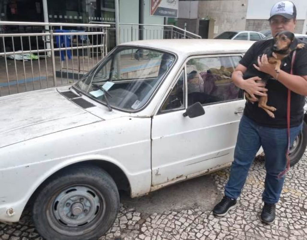 cão no carro