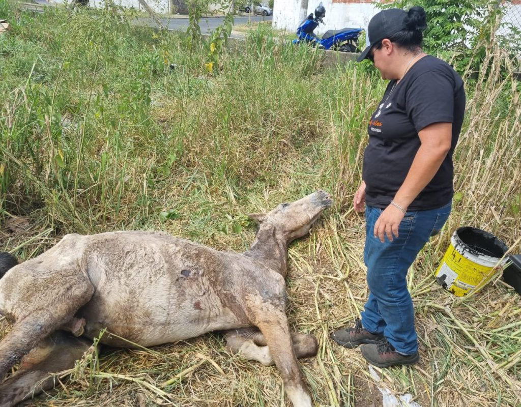 cavalo esfaqueado 020522