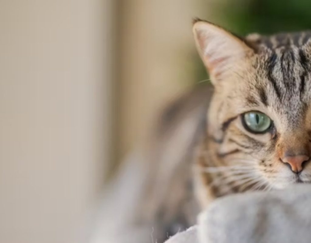 Foto: A alimentação deve sempre levar em conta o estilo de vida do gato, faixa etária, se o animal é ou não castrado e se tem alguma doença