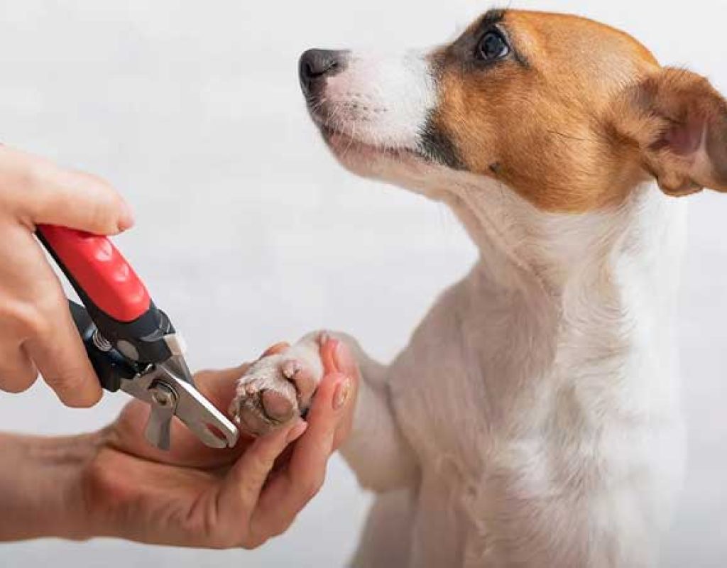 Cortar as Unhas dos Pets