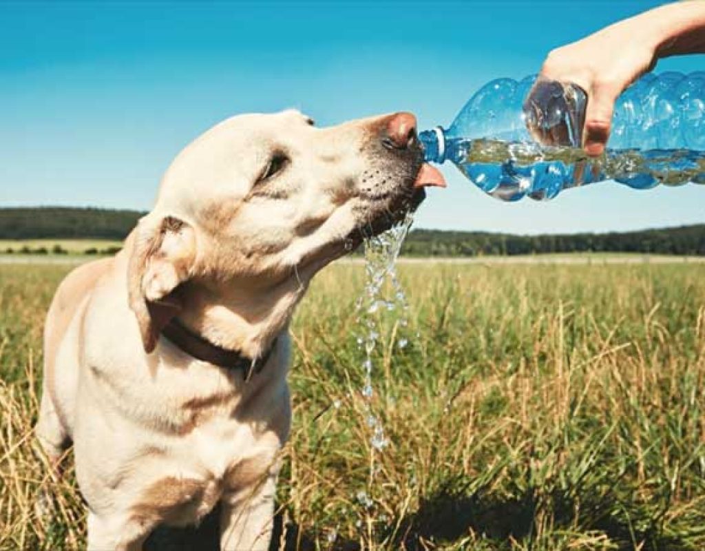 Cuidados Pets no Calor Intenso