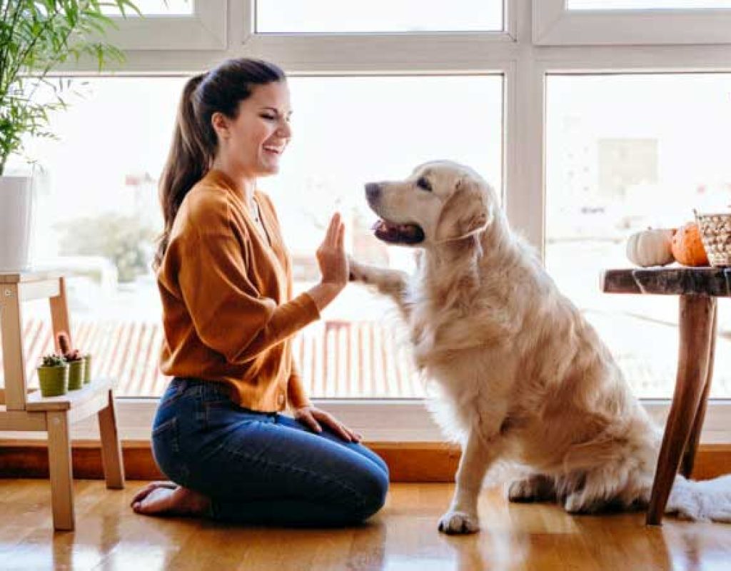 Dicas de Organização para quem Tem Pet em Casa