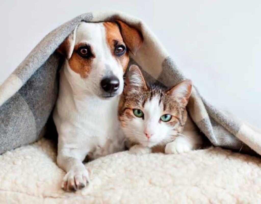 Gripe em Cães e Gatos