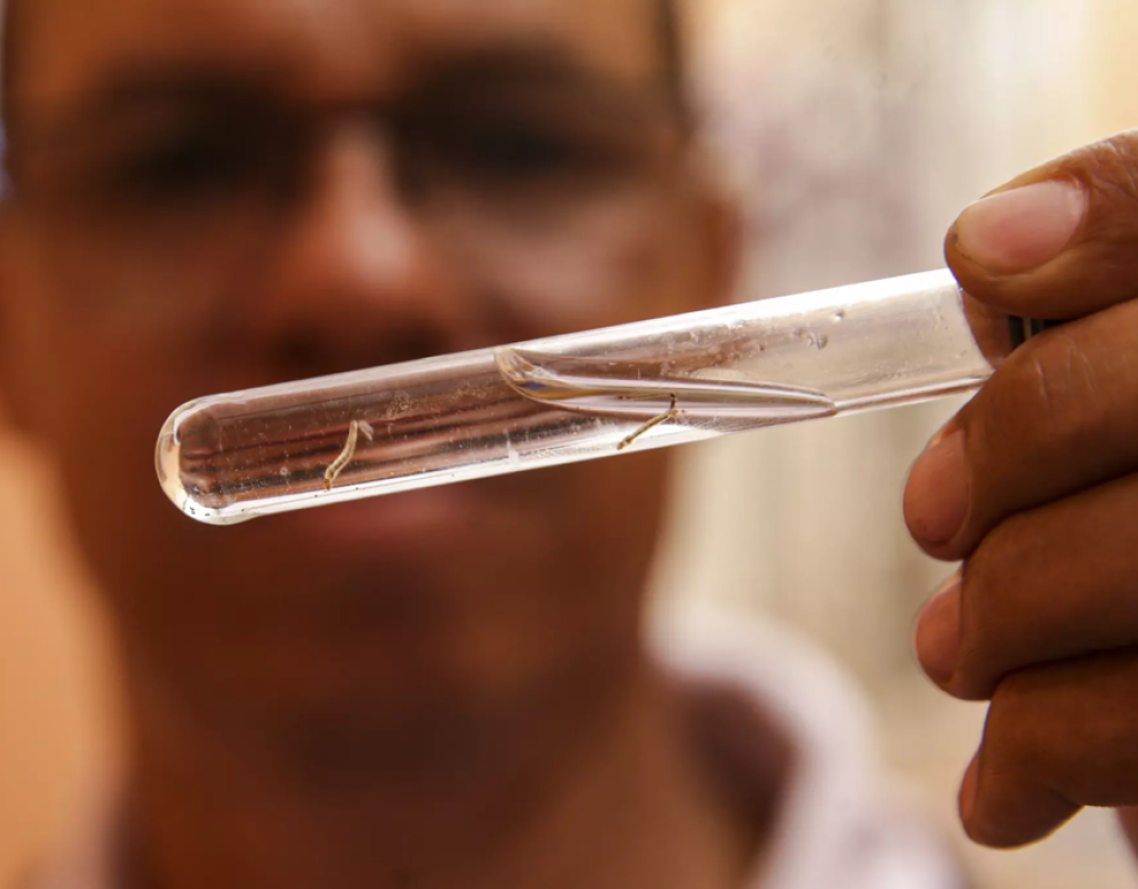 mosquito-da-dengue-combate-a-dengue-marcelo-camargo-agencia-brasil-2