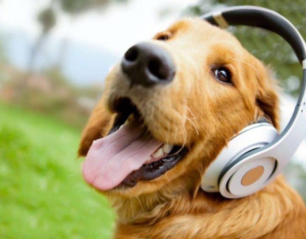 musica-para-cachorros-02