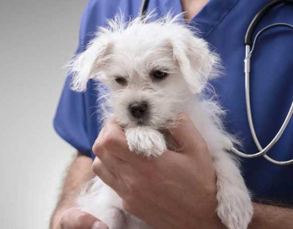 Outubro Rosa Pet - Câncer de Mama em Cães e Gatos