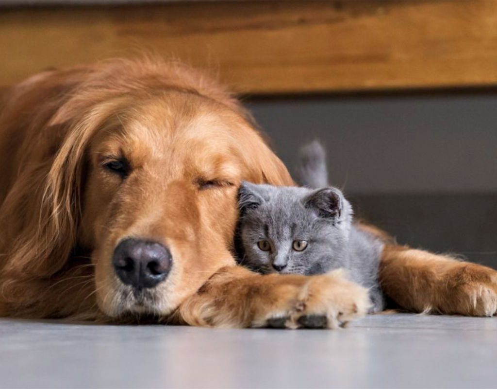 pets-10