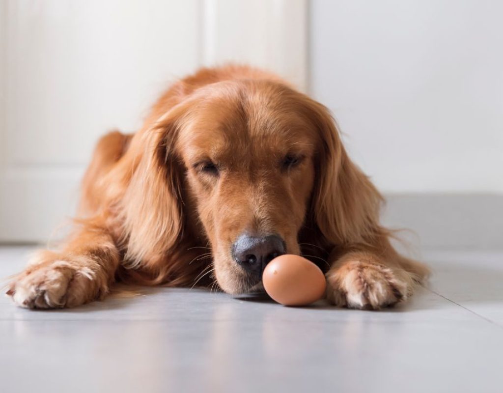 pets-podem-comer-ovo