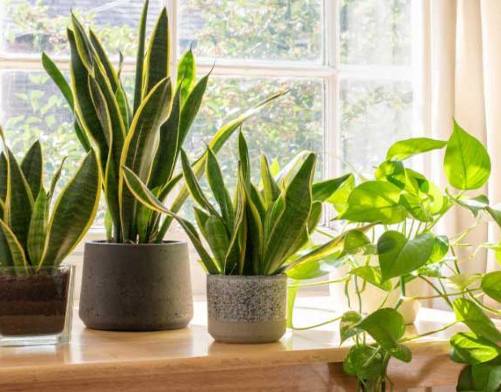 Cuidados com Plantas em Casa